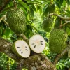 Soursop Live Plant - Guanabana Tropical Fruit Tree - 4-6 Inches Tall in 4 Inch Pot - Image 1