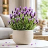 Spanish Lavender Live Plant - Fragrant Perennial Flower, Purple, 2-4 Inch Tall, 3 Inch Pot - Image 1