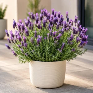 Spanish Lavender Live Plant - Fragrant Perennial Flower, Purple, 2-4 Inch Tall, 3 Inch Pot - Image 6
