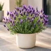 Spanish Lavender Plant Live, Purple Fragrant Herb, Perennial Flower, 4-6 Inch Tall, 5 Inch Pot, Indoor/Outdoor - Image 1