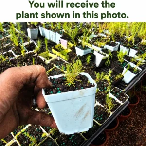 Spanish Lavender Plant Live, Purple Fragrant Herb, Perennial Flower, 4-6 Inch Tall, 5 Inch Pot, Indoor/Outdoor - Image 2