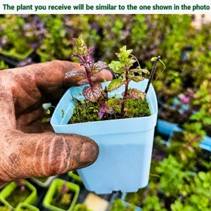 Spearmint Live Plant – 2-4 Inch Tall Fragrant Mint Herb for Home Garden - Image 2