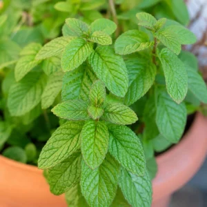 Spearmint Live Plant – 2-4 Inch Tall Fragrant Mint Herb for Home Garden - Image 3