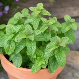 Spearmint Live Plant – 2-4 Inch Tall Fragrant Mint Herb for Home Garden - Image 7