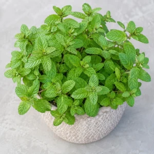 Spearmint Live Plant – 2-4 Inch Tall Fragrant Mint Herb for Home Garden - Image 8