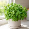 Spearmint Live Plant – 2-4 Inch Tall Fragrant Mint Herb for Home Garden - Image 1