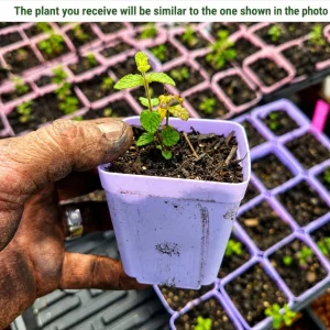 Strawberry Mint Live Plant - 2-4 Inch Tall Fragrant Herb for Garden - Image 2