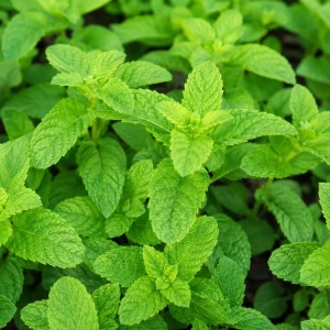 Strawberry Mint Live Plant - 2-4 Inch Tall Fragrant Herb for Garden - Image 3