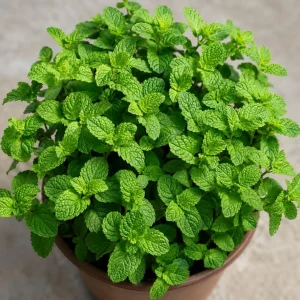 Strawberry Mint Live Plant - 2-4 Inch Tall Fragrant Herb for Garden - Image 7