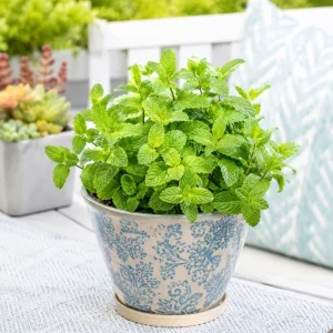 Strawberry Mint Live Plant - 2-4 Inch Tall Fragrant Herb for Garden - Image 1