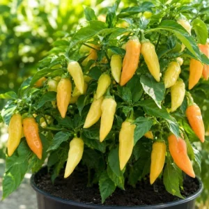 Sugar Rush Peach Pepper Live Plants - 2 Pack, 4-6 Inches Tall Chili Seedlings for Home Garden - Image 2