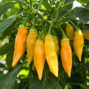 Sugar Rush Peach Pepper Live Plants - 2 Pack, 4-6 Inches Tall Chili Seedlings for Home Garden - Image 4