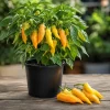 Sugar Rush Peach Pepper Live Plants - 2 Pack, 4-6 Inches Tall Chili Seedlings for Home Garden - Image 1