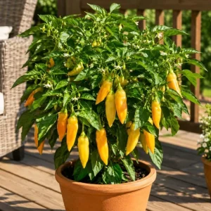 Sugar Rush Peach Pepper Plants - Live Chili Seedlings, 2 Pots, 4-6 Inches Tall, Indoor/Outdoor - Image 2