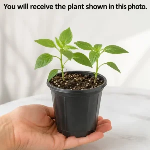 Sugar Rush Peach Pepper Plants - Live Chili Seedlings, 2 Pots, 4-6 Inches Tall, Indoor/Outdoor - Image 3
