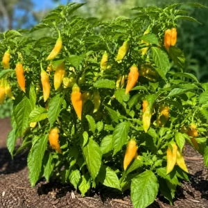 Sugar Rush Peach Pepper Plants - Live Chili Seedlings, 2 Pots, 4-6 Inches Tall, Indoor/Outdoor - Image 4