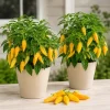 Sugar Rush Peach Pepper Plants - Live Chili Seedlings, 2 Pots, 4-6 Inches Tall, Indoor/Outdoor - Image 1