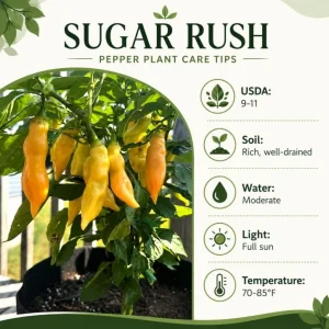 Sugar Rush Peach Pepper Plants - Live Chili Seedlings, 2 Pots, 4-6 Inches Tall, Indoor/Outdoor - Image 6