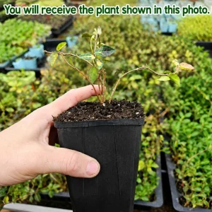 Summer Sunset Jasmine Live Plant - Colorful Groundcover Vine, 3-5 Inch Tall, Outdoor - Image 2
