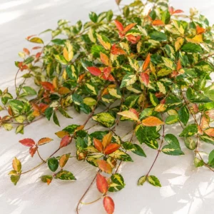 Summer Sunset Jasmine Live Plant - Colorful Groundcover Vine, 3-5 Inch Tall, Outdoor - Image 4