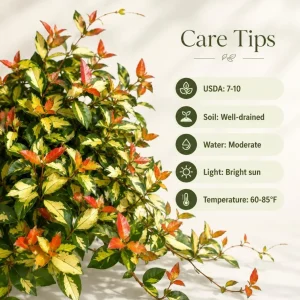 Summer Sunset Jasmine Live Plant - Colorful Groundcover Vine, 3-5 Inch Tall, Outdoor - Image 5