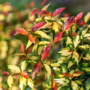 Summer Sunset Jasmine Live Plant - Colorful Groundcover Vine, 3-5 Inch Tall, Outdoor - Image 6