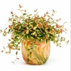 Summer Sunset Jasmine Live Plant - Colorful Groundcover Vine, 3-5 Inch Tall, Outdoor - Image 1