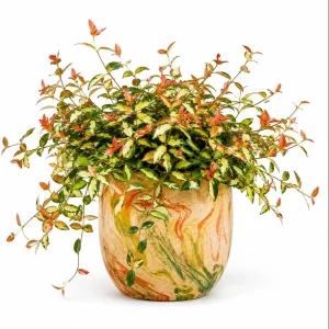 Summer Sunset Jasmine Live Plant - Colorful Groundcover Vine, 3-5 Inch Tall, Outdoor - Image 1