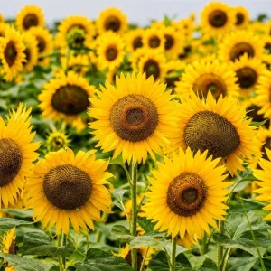 Sunflower Live Plant - Set of 2 Young Seedlings, Yellow Blooms, 2-5 Inch Tall, Potted - Image 3
