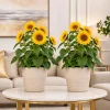 Sunflower Live Plant - Set of 2 Young Seedlings, Yellow Blooms, 2-5 Inch Tall, Potted - Image 1