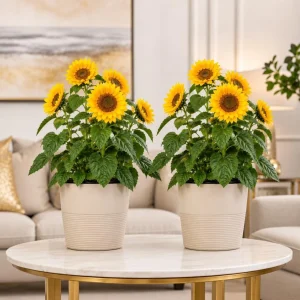 Sunflower Live Plant - Set of 2 Young Seedlings, Yellow Blooms, 2-5 Inch Tall, Potted - Image 1