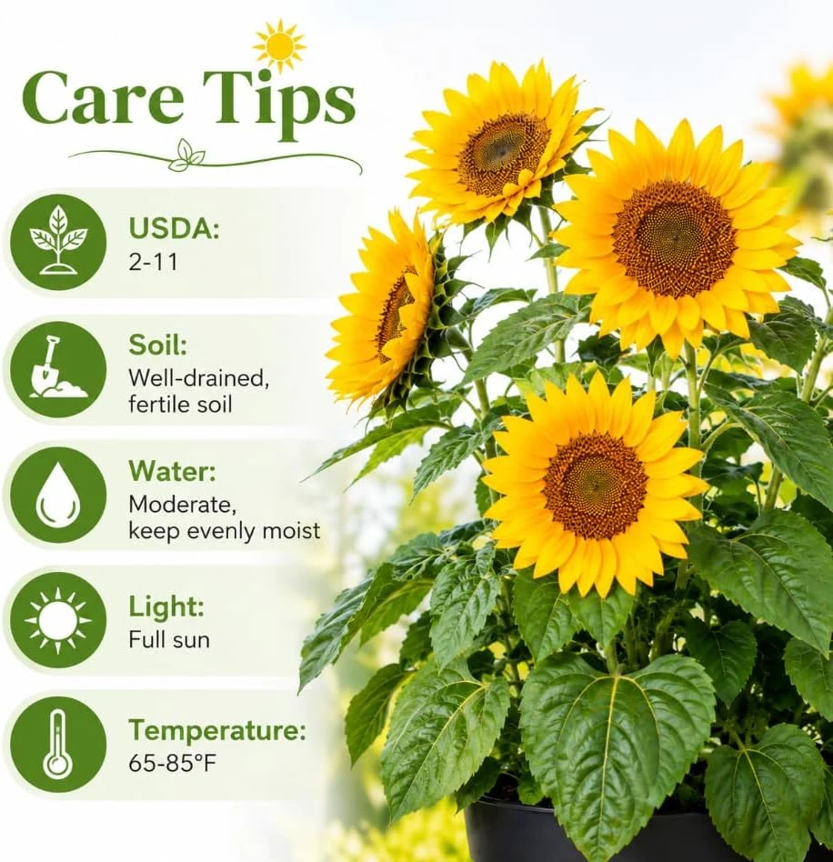Sunflower Live Plant - Yellow Blooms, 2-5 Inch Tall Young Seedling in Pot - Image 5