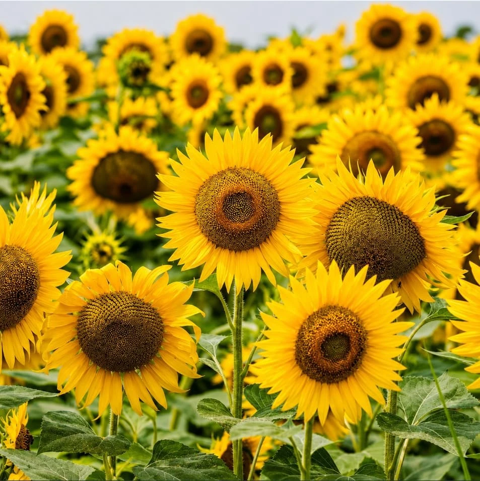 Sunflower Live Plant - Yellow Blooms, 2-5 Inch Tall Young Seedling in Pot - Image 1