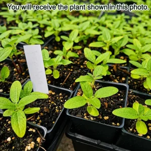 Sunflower Live Plant, Young Seedling, 2-5 Inch Tall, Yellow Blooms, in Pot - Image 2