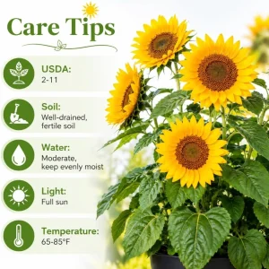 Sunflower Live Plant, Young Seedling, 2-5 Inch Tall, Yellow Blooms, in Pot - Image 4