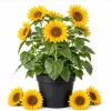 Sunflower Live Plant, Young Seedling, 2-5 Inch Tall, Yellow Blooms, in Pot - Image 1