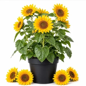 Sunflower Live Plant, Young Seedling, 2-5 Inch Tall, Yellow Blooms, in Pot - Image 1