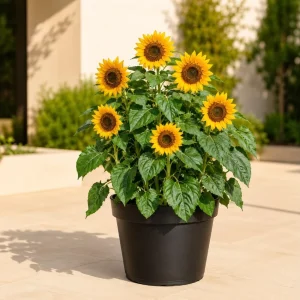 Sunflower Live Plant, Young Seedling, 2-5 Inch Tall, Yellow Blooms, in Pot - Image 5