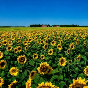 Sunflower Live Plant, Young Seedling, 2-5 Inch Tall, Yellow Blooms, in Pot - Image 7