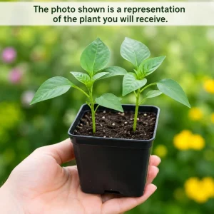 Sweet Banana Pepper Live Plant - 2 Seedlings, 4 Inch Pot, 3-5 Inches Tall, Outdoor Garden & Containers - Image 3