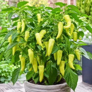Sweet Banana Pepper Live Plant - 2 Seedlings, 4 Inch Pot, 3-5 Inches Tall, Outdoor Garden & Containers - Image 6
