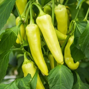 Sweet Banana Pepper Live Plant - 2 Seedlings, 4 Inch Pot, 3-5 Inches Tall, Outdoor Garden & Containers - Image 7