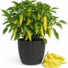 Sweet Banana Pepper Live Plant - 2 Seedlings, 4 Inch Pot, 3-5 Inches Tall, Outdoor Garden & Containers - Image 1