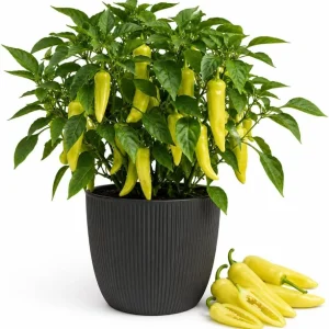 Sweet Banana Pepper Live Plant - 2 Seedlings, 4 Inch Pot, 3-5 Inches Tall, Outdoor Garden & Containers - Image 1