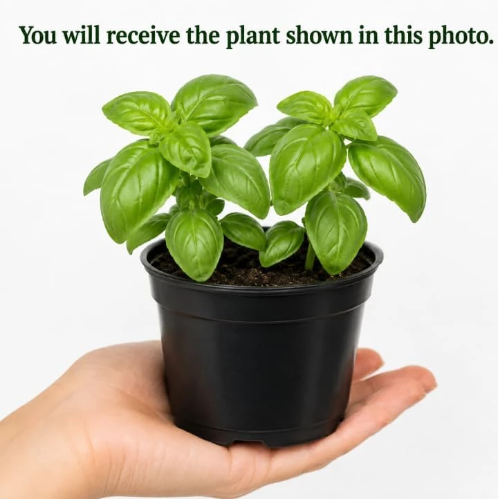 Sweet Basil Live Plant - 2 Plants Per Pot, 4-6 Inch Tall, Large Leaf Herb for Indoor & Outdoor - Image 2