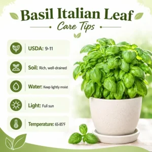 Sweet Basil Live Plant - 2 Plants Per Pot, 4-6 Inch Tall, Large Leaf Herb for Indoor & Outdoor - Image 6
