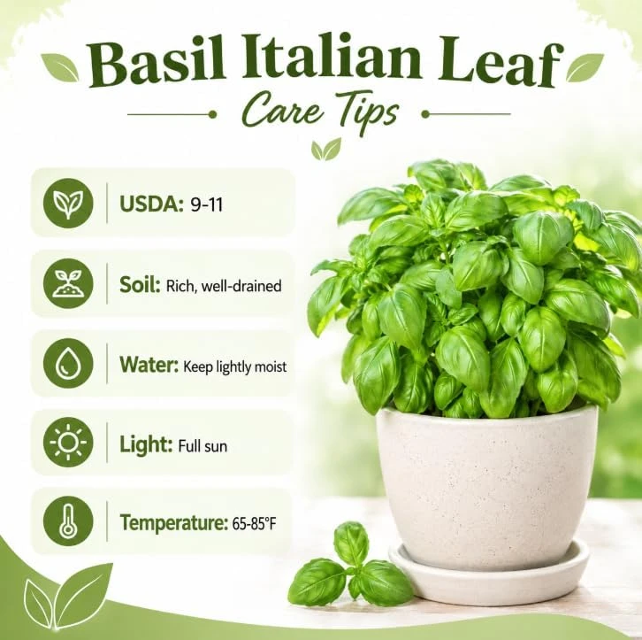 Sweet Basil Live Plant - 2 Plants Per Pot, 4-6 Inch Tall, Large Leaf Herb for Indoor & Outdoor - Image 6