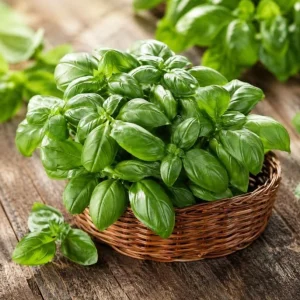 Sweet Basil Live Plant - 2 Plants Per Pot, 4-6 Inch Tall, Large Leaf Herb for Indoor & Outdoor - Image 7