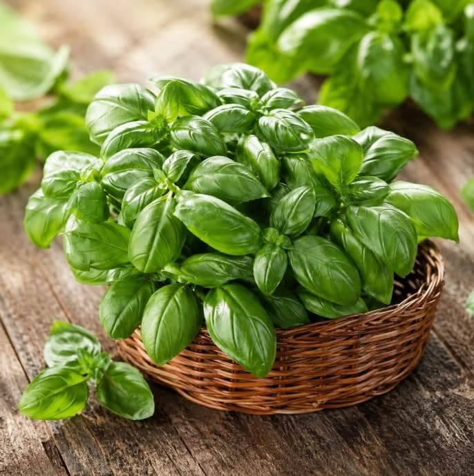 Sweet Basil Live Plant - 2 Plants Per Pot, 4-6 Inch Tall, Large Leaf Herb for Indoor & Outdoor - Image 7