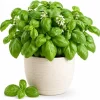 Sweet Basil Live Plant - 2 Plants Per Pot, 4-6 Inch Tall, Large Leaf Herb for Indoor & Outdoor - Image 1